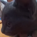 Pluncong58's server Discord server icon