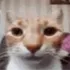 NoahAbis discord