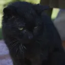 THE CULT OF MARS Discord Server Icon