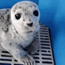 ✰ ⪖ MULTI - EMPORIUM    🗧,