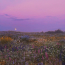 The Plural Plains🪻🌿 Discord server icon