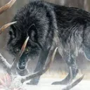wolf team