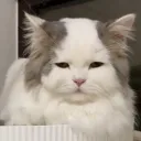 さば
