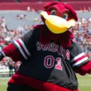 Gamecock Football