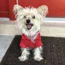 $YORKIE