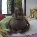 fat little monkey