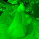 despite all my green