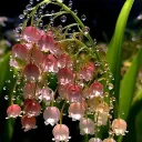 💐The Orchid⋆˙⟡
