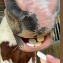 ✴ PILGRIMAGE OF PONIES ✴ Discord server icon