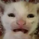 Морчик мрет