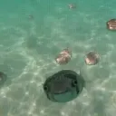 Land of pufferfishes 🐡
