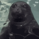 The seal nursery ! Discord server icon