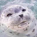 The seal nursery !   // 18+ SFW