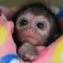 Monkey Business | .gg/monkbiz