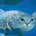 Installation 4 〈∴〉 SCP TRP