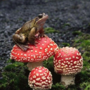 Toadstool Tavern 21+