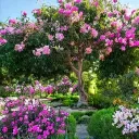🪻Bougainvilleas/Bougainverse [Melodies of Sorrow/Bouquet Sinking]🪻