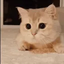 ✴  😾  𝐵𝒾𝓁𝓁𝓊 𝒢𝒶𝓃𝑔  😾  ✴