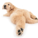 🦴 ARIZONA FURS 🐾 Discord server icon