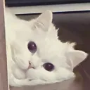 最終安地