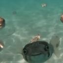 Pufferfish Cultists
