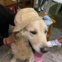 toninho & spt discord