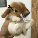 RABBIT CULT