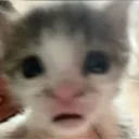 Pippo's chat