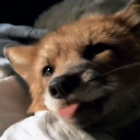 The Foxhole Court Discord server icon