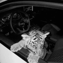 ⌞ Shizen ⌝ Discord server icon