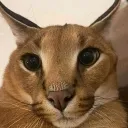 𝐋𝐎𝐒𝐓 𝐒𝐎𝐔𝐋 𝐃𝐎𝐖𝐍
