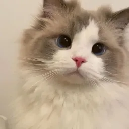 meowzie ꕤ ◞ banner