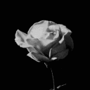 eternity of misery : tvd rp's icon