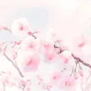𝙎𝙖𝙠𝙪𝙧𝙖 𝙩𝙤 𝙗𝙤𝙠𝙪 𝙣𝙤 𝙠𝙤𝙞 🌸 | Hoa anh đào và mối tình của tôi