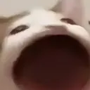 Cat gang