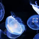 𝒥𝑒𝓁𝓁𝓎𝒻𝒾𝓈𝒽 𝒞𝑜𝓋𝑒 ¹⁸⁺ Icon