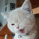 Daddy Discord Server Icon