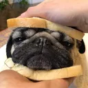 Mr. Pug's server