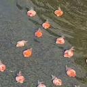Fat Goldfish Discord Server