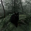 Wonderland Discord