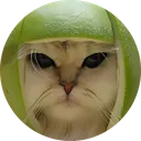 Cat in Lime
