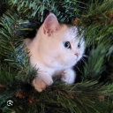 The Cat Tree Discord server icon