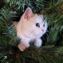 The Cat Tree