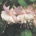 ❀༉‧ Mystical Misfits icon