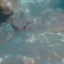 ⋆｡ﾟ🌊｡ siren's cove.