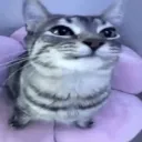 Kats