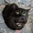 かしわ卓