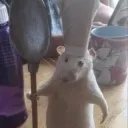 ratatata