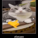 Мяу