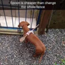Spoon is cheaper than change the whole fence